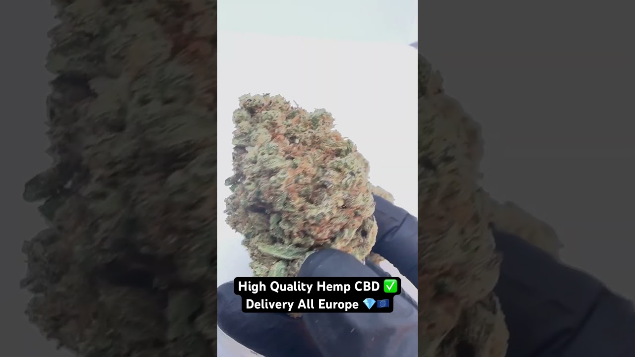 Haute qualité Rollex OG Kush Hydro - Fleurs CBD - www.cducbd.com 