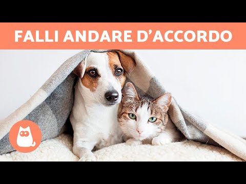 Video: Come fare un cane smettere di inseguire il gatto