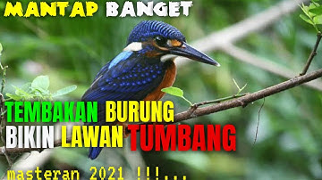 SUARA BURUNG FULL TEMBAKAN || Masteran Tembakan Burung Bikin Lawan Tumbang