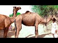 Two camels ready to mating system  desert area camel daily meetings system  camel of thar official