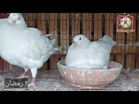 أفضل مقاس للسلاكات لو أنت هاوي فرخ