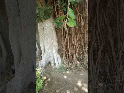 افرح وغرد يا فتى