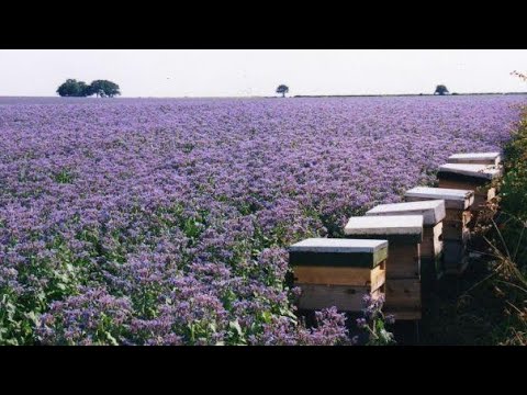 فيديو: نبات بلسم النحل: كيف تنمو وترعى نباتات بلسم النحل