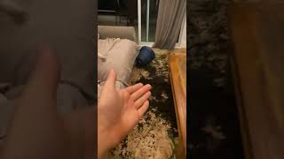 Dog Caused Chaos around the House after Playing with the Plant Pot