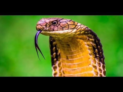 Video: Serpenti centroamericani: specie e famiglie