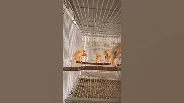 من طيوري انتاج 2024 وتجهيز لموسم 2025 2024 2025 كناري Birds تغريدكناري الكناري Canary Cute 