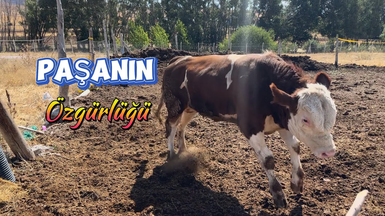 Krema Makinası Temizliği, Paşa'nın Özgürlüğü ve Çiftlik Ziyareti