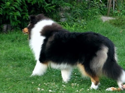 tri colored collie