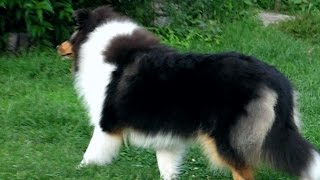 Tricolour female 6 months old Rough Collie