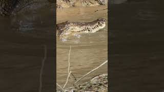 Crocodile with snake snack