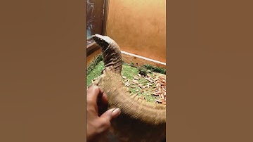 Nile monitor handling tips and tricks with kpreptiles.💯‼️🔥