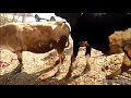 Cow meating