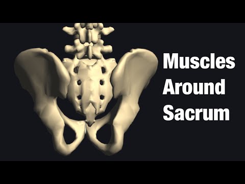 Video: Dokážete si roztrhnúť erector spinae?