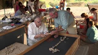 Finding the Lucy Fossil — HHMI BioInteractive Video