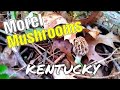 Morel Mushroom Hunting 2019 - We Found Some In Central Kentucky!