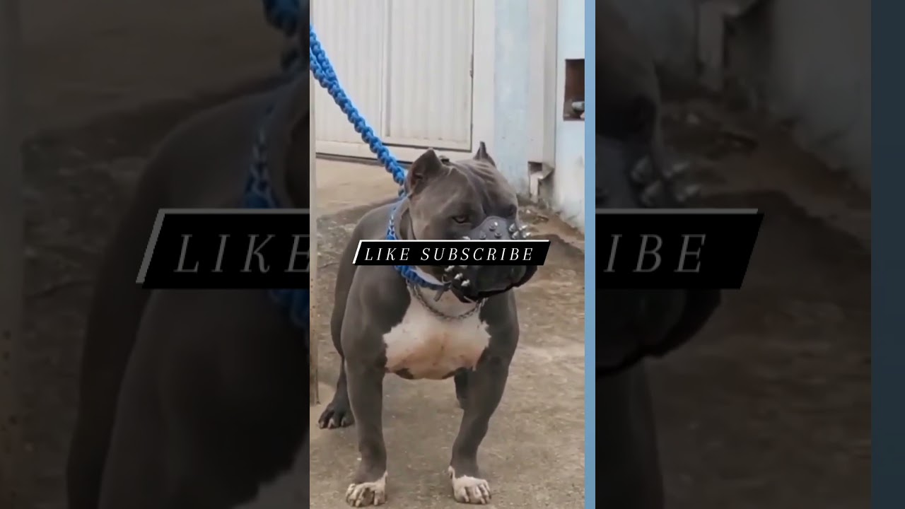 CLASSIC size pitbull ___________(pitbull loverz tv)