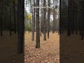 Українська осінь #ukraine #осінь #autumn #україна #грибиукраїни