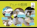 【ZOO TIME】アヒル・コールダック飼育ガイド　 孵化、散歩、餌、交尾、コールダックとの比較など @ZOOTIMEch