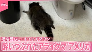 【アメリカ】酔いつぶれたアライグマ　酒店荒らし…トイレでダウン『世界のミダシ』
