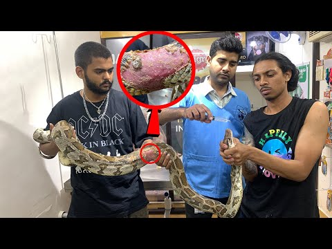 DEWORMING MY SNAKES| TREATING A WILD PYTHON|