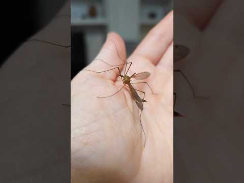 Правда о больших комарах, которых все боятся!