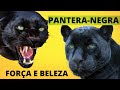 PANTERA NEGRA! FORÇA, CORAGEM E AGILIDADE! UM VERDADEIRO HERÓI DA NATUREZA!!! Black Panther