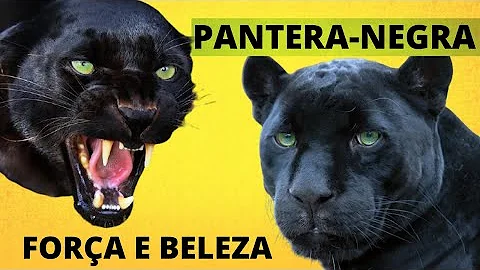 O que significa o símbolo da pantera negra?