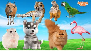 Bustling animal world sounds around us: Cow, Tiger, Monkey, Parrot, Mouse, Dog, Cat, Flamingo.