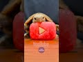 ASMR Mukbang Eating Youtube ❤️ Turtle Tortoise