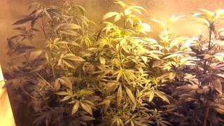 clones hit the light week 5