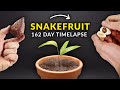 Snake Fruit PALM TREE Time-lapse - 162 Days