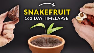 Snake Fruit Palm Tree Time-Lapse - 162 Days