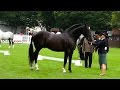 Dublin horse show rid stallion class rds 2015