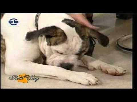 pet show so MELITA,rasa Amerikanski buldog.mp4