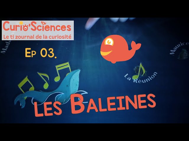 CURIO'SCIENCES - Episode 3 - Les baleines avec Adrian Fajeau