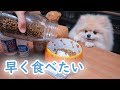モチの今日のごはん【ポメラニアン犬】