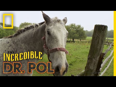 Horse With a Swollen Ankle | The Incredible Dr. Pol