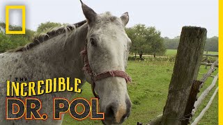 Horse With a Swollen Ankle | The Incredible Dr. Pol