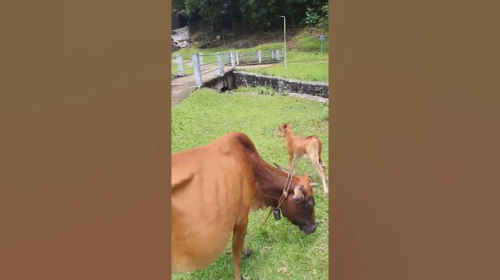 Baby Cow Playing With Mom😍🥰| Little Calf🤩❤ #shorts #short #calf #babycow #cow #babycalf #animal