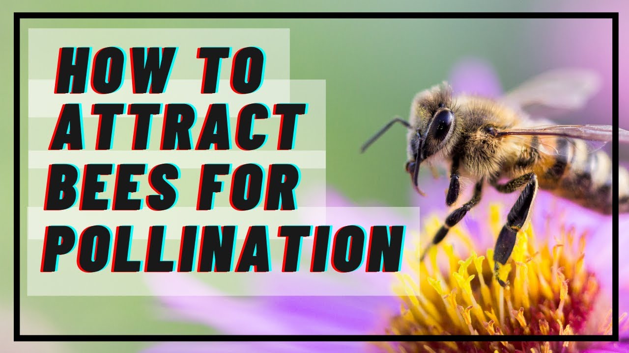 How To Attract Bees For Pollination | List Of Plants That Attract Bees