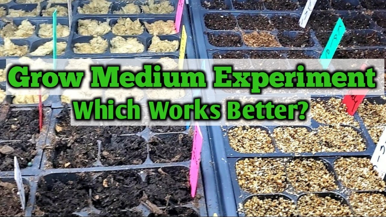 Which grow medium works best for germinating seed starting experiment