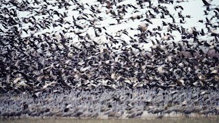 Sandhill Cranes Migration