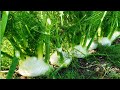 Fennel Spice Plant Cultivation Technology - Fennel Farm and Harvest - Fennel Processing Factory