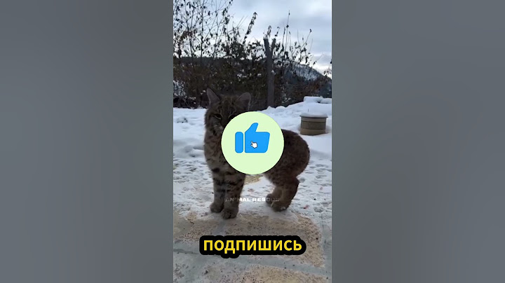 Девушка спасла дикую кошку и та не осталась в долгу 🥰