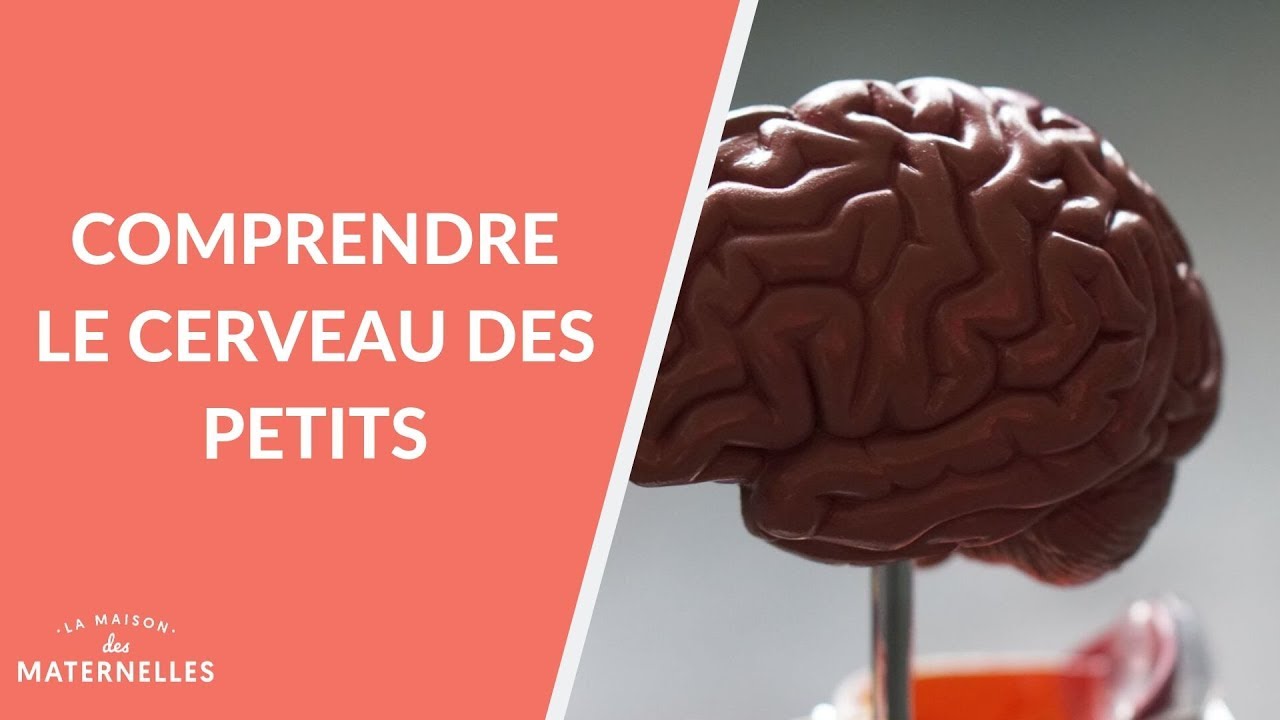 Comprendre le cerveau des petits La Maison des maternelles LMDM YouTube Comprendre le cerveau des petits La Maison des maternelles LMDM YouTube