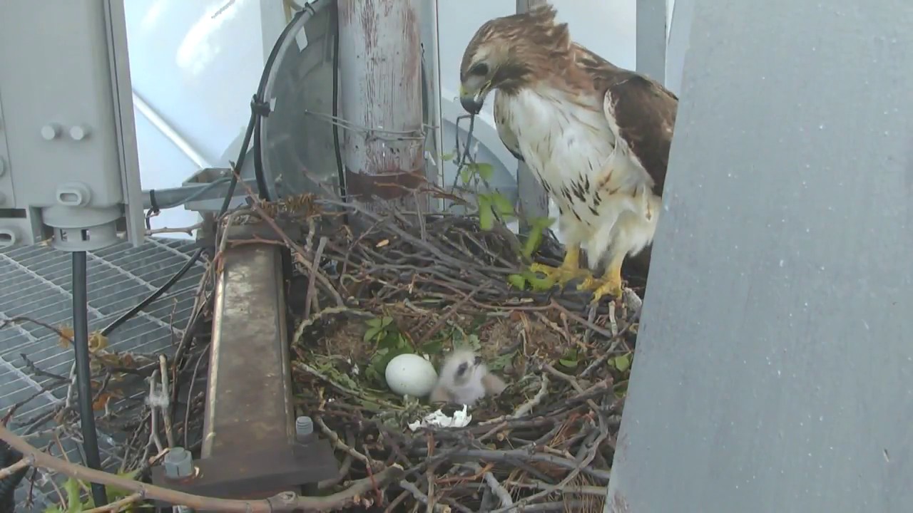 Download Ruby takes care of baby hawk in nest on KJRH tower inTulsa