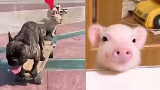 TOP Funny Animals Make You Laugh 🤣 Cute and Funny Animal Videos Compilation 🤣Cafa Land 2020 Vines#33