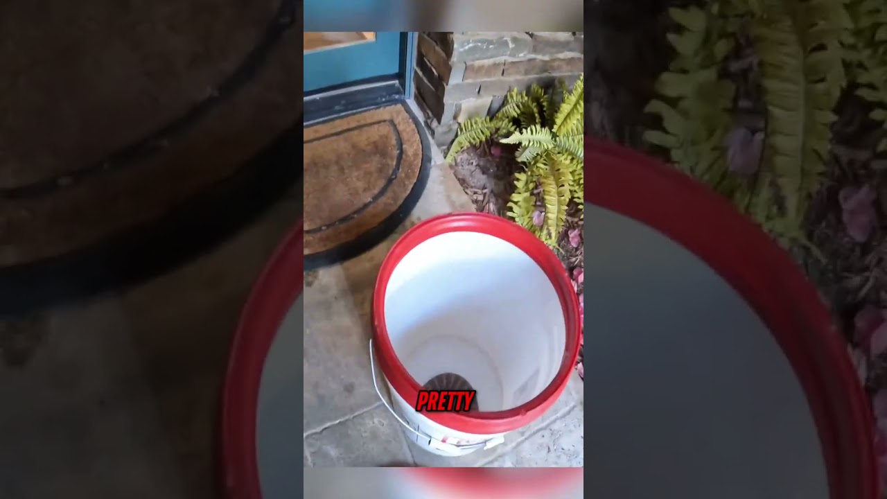 Speckled Rattlesnake at a Home