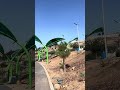 Parque Esperanto.  Tijuana, B. C.