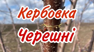 Кербовка черешні. Важливі технічні прийоми.